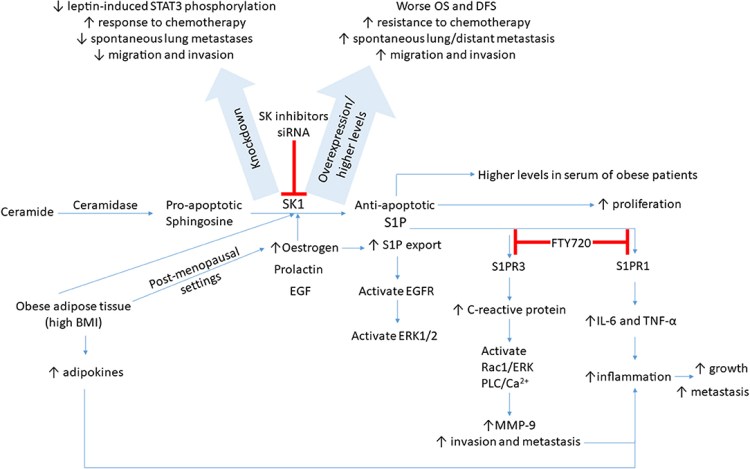 Frontiers - Sphingosine Kinase 1 in Breast Cancer-A New Molecular ...